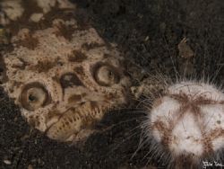 'I do not want a sand dollar' from Lembeh. Taken with Oly... by Istvan Juhasz 